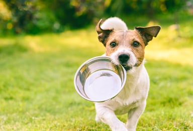 a dog carries a bowl