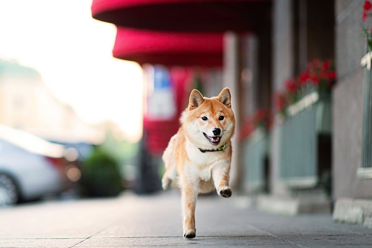 A shiba-inu dog.