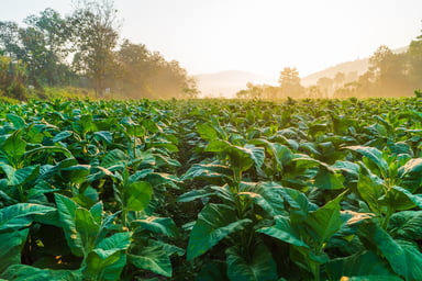 Field of green tobacco leaves.jpg