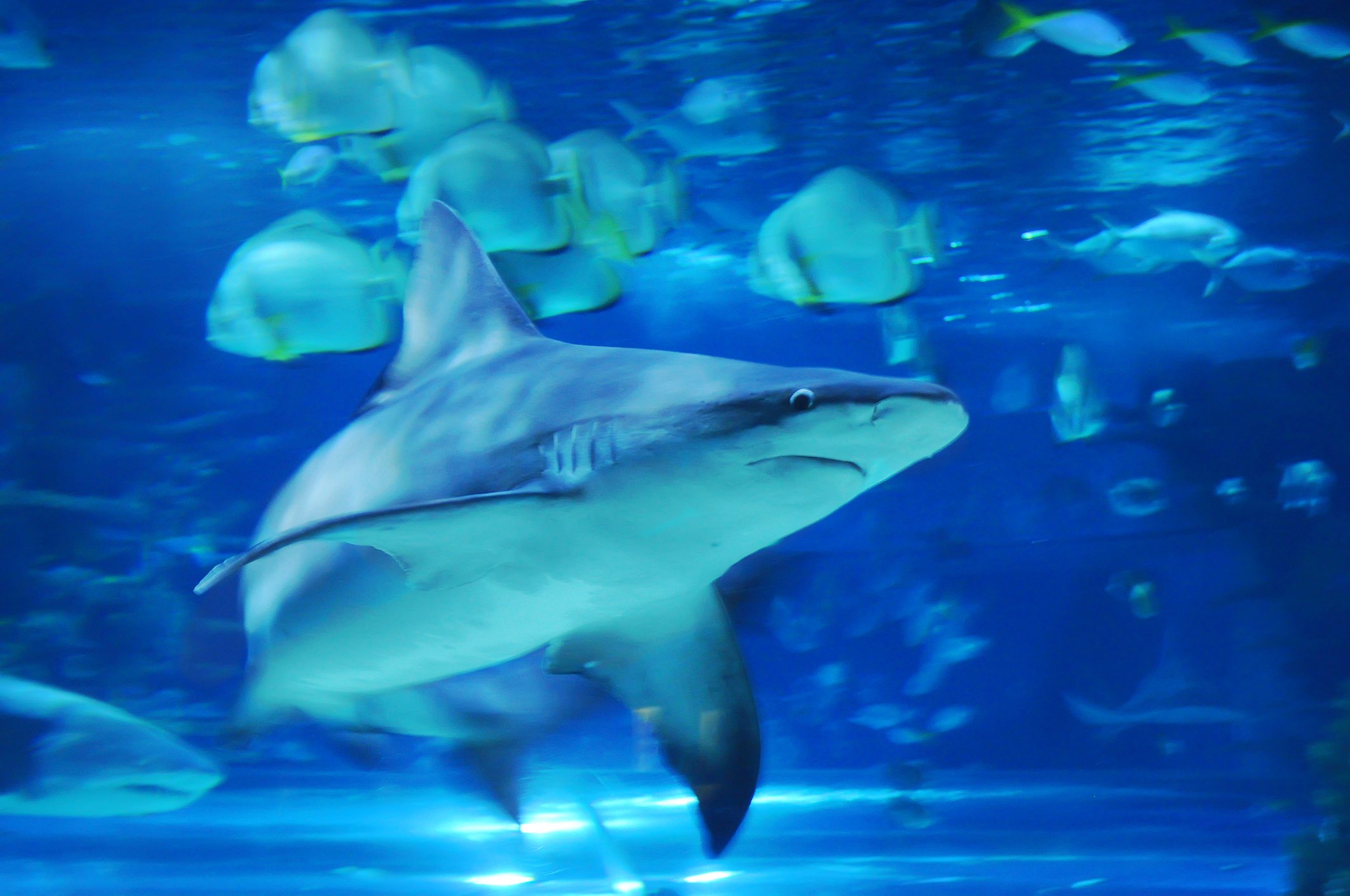 A shark swimming in water.