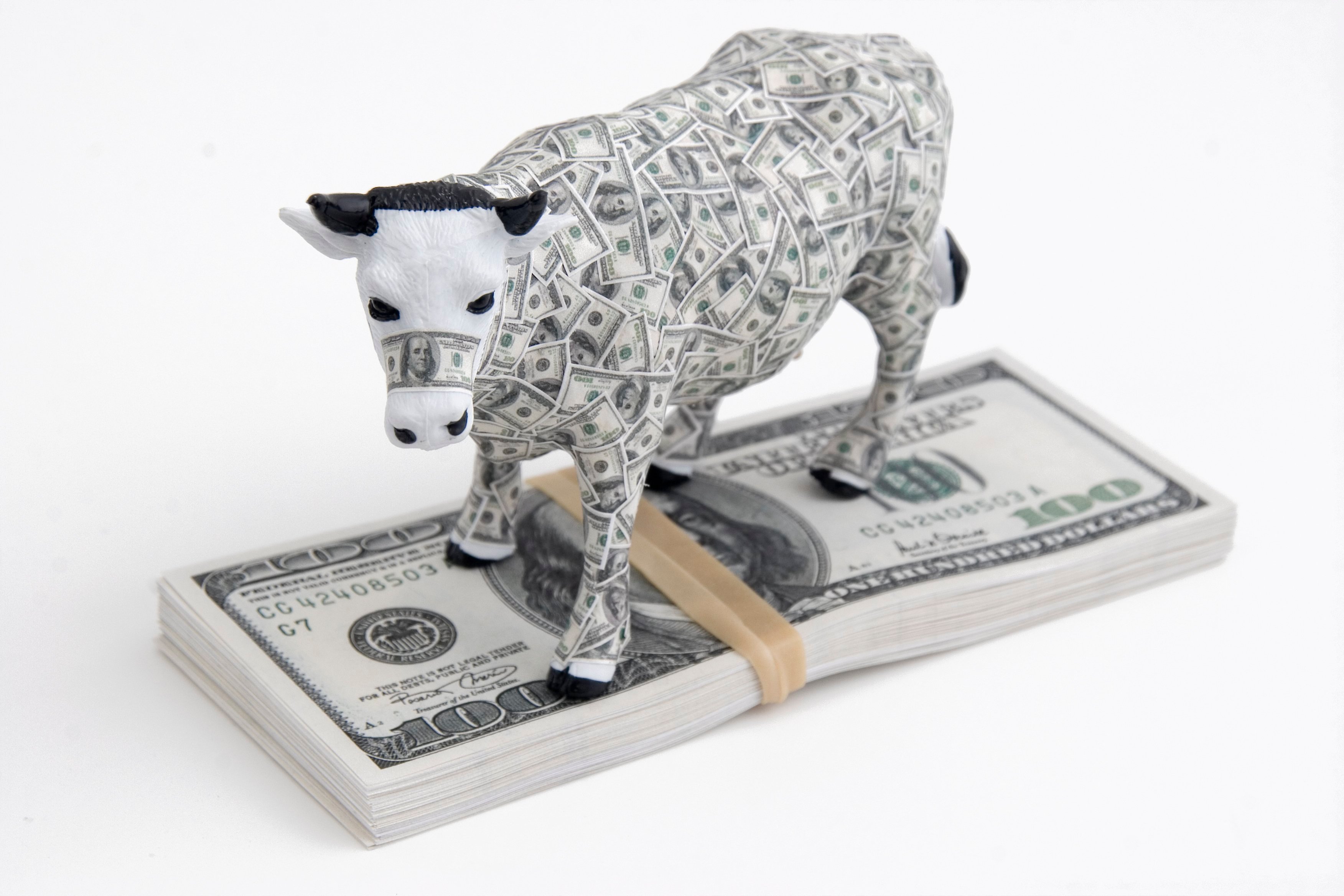 cash cow