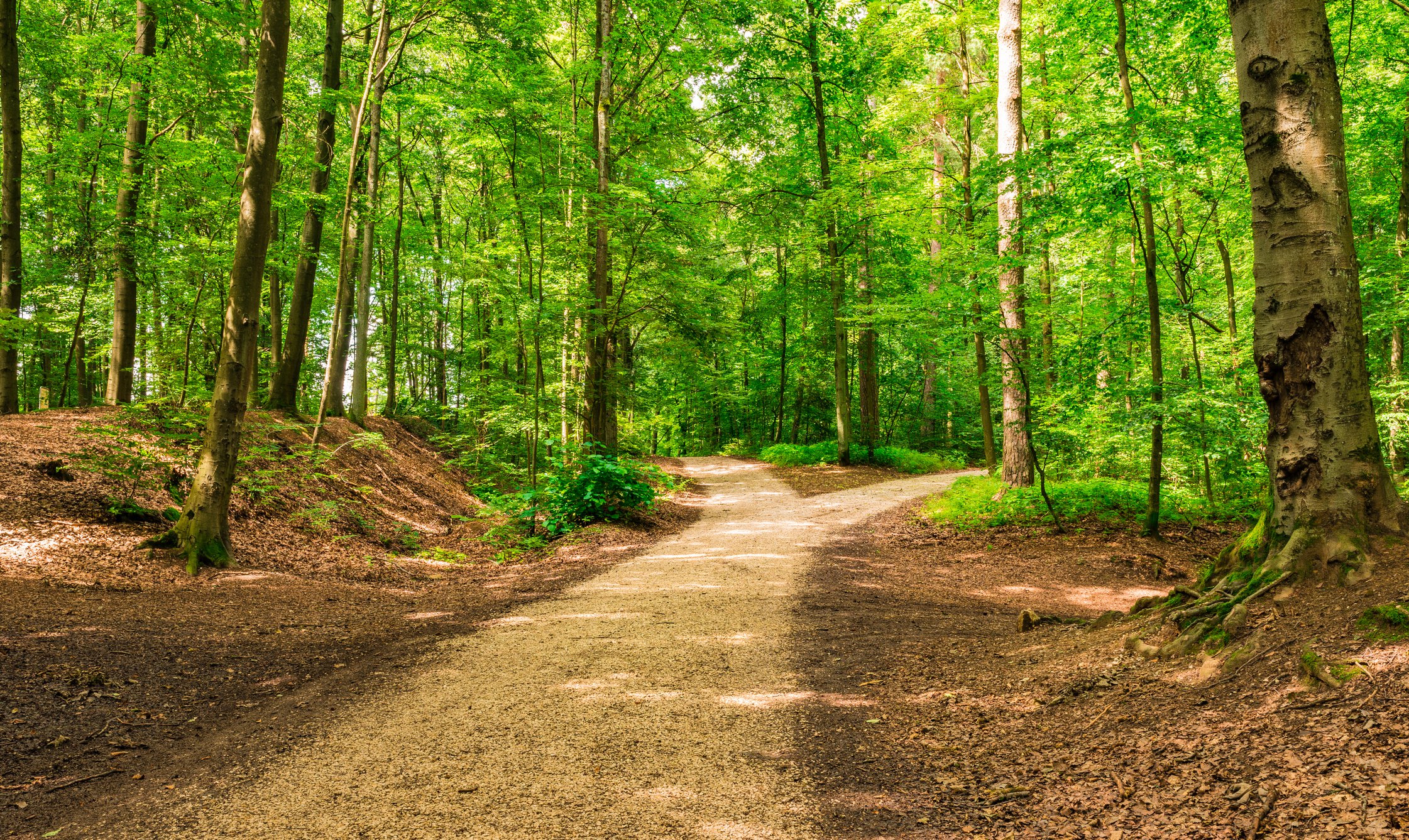A fork in the road along a wooded path.