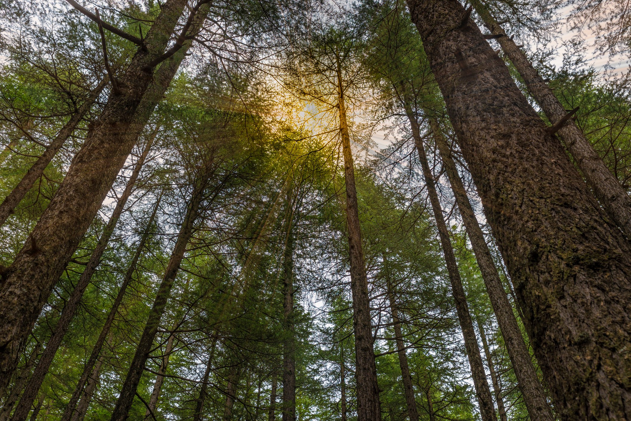 Timberland Trees