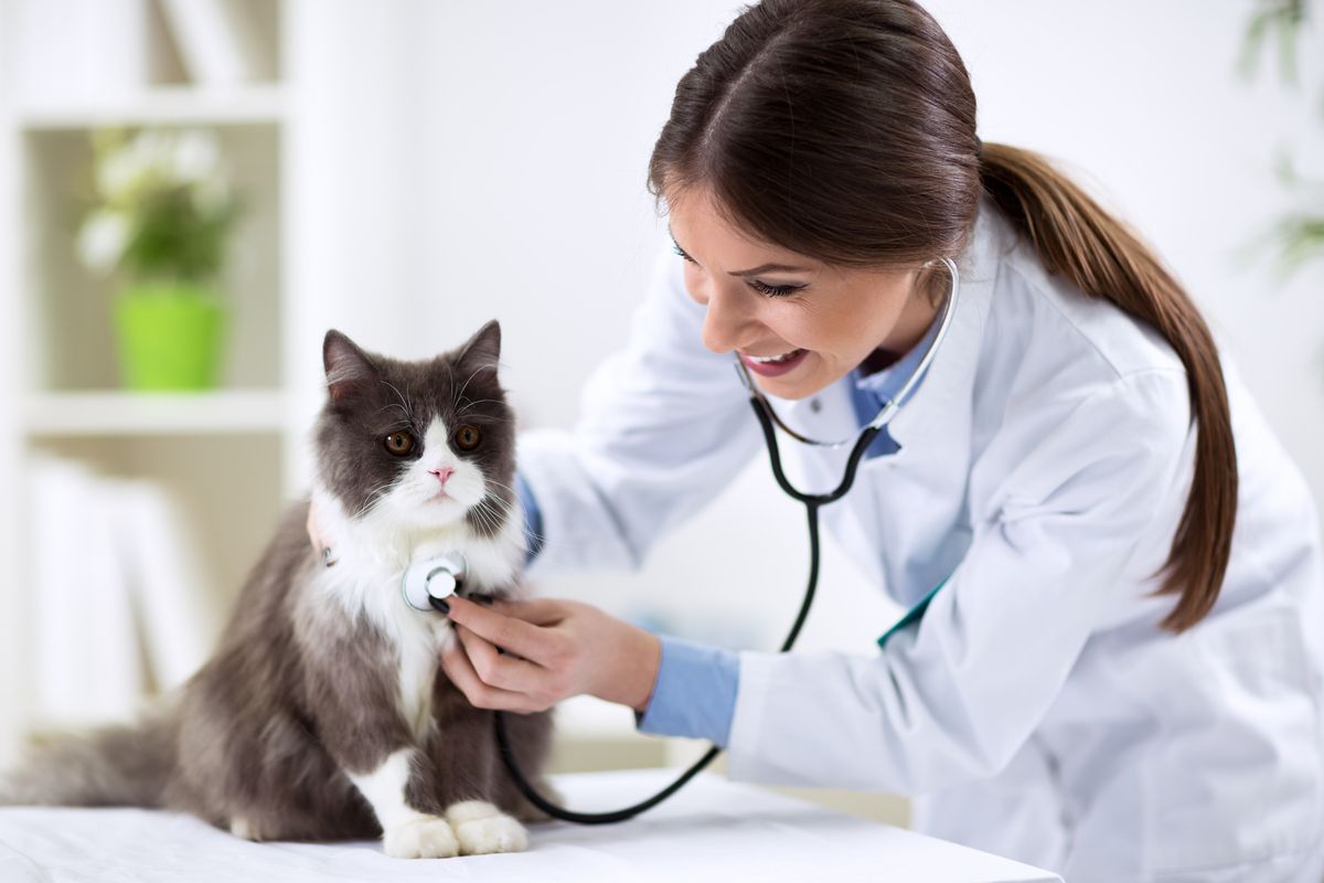 Veterinarian cat sick pet health-1200x800-5b2df79.jpg
