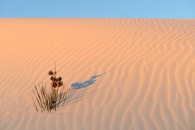 Yucca plant in desert by Getty