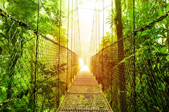Picture of narrow bridge over a jungle.