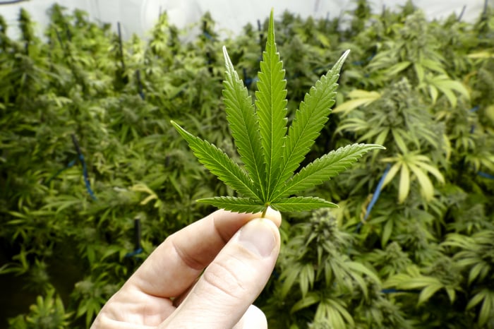 A person holding a cannabis leaf in a grow farm. 