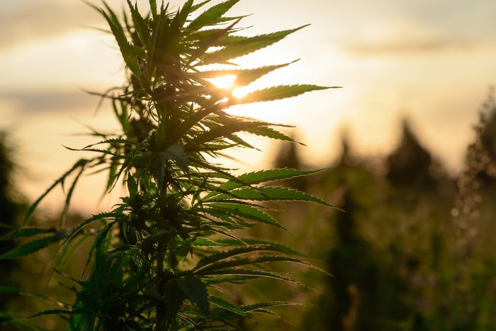 A cannabis plant growing in an outdoor grow farm with a sunrise in the background.