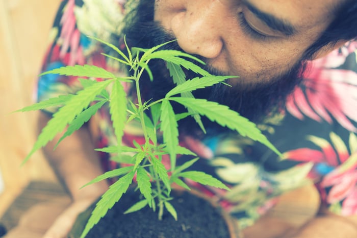 A happy man holding and smelling a cannabis plant growing in a pot. 