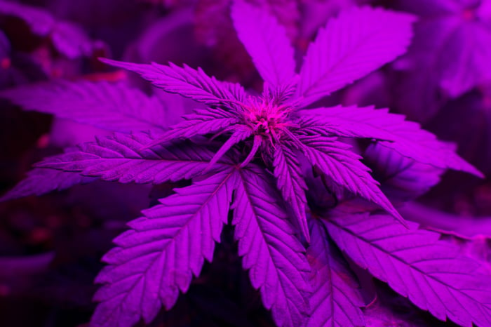 A cannabis plant growing under an LED light. 