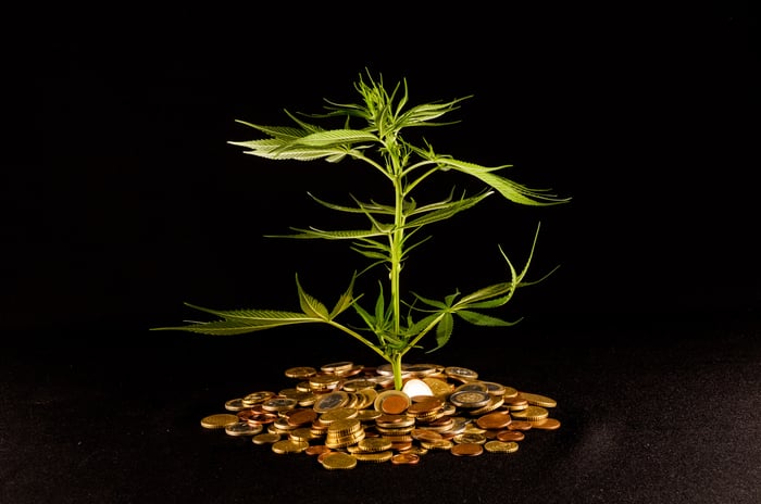 A marijuana plant grows in a bed of coins.