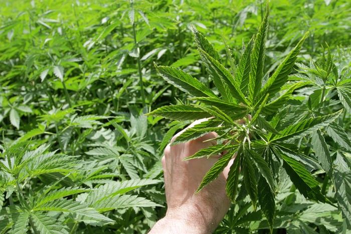 A person holding a cannabis leaf amid a commercial grow farm.