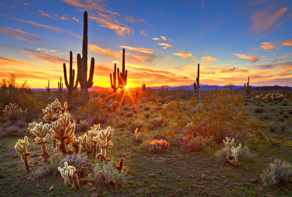 Sun is setting beetwen Saguaros, in Sonoran Desert, near Phoenix.