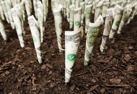 rows of rolled up dollar bills in soil, as if they're growing in a garden