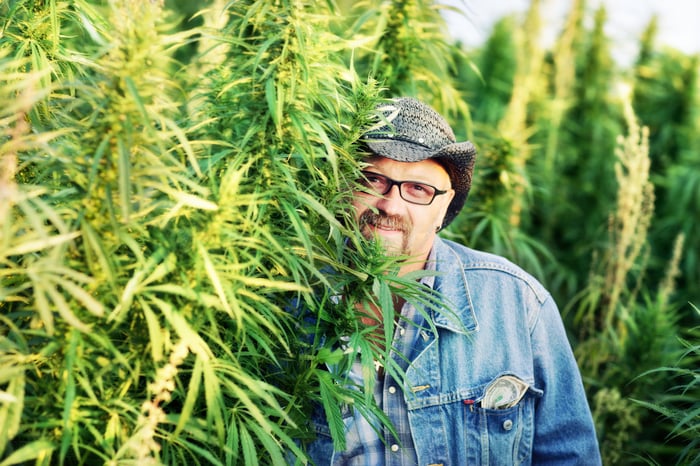 A hemp cultivator standing next to his crop.