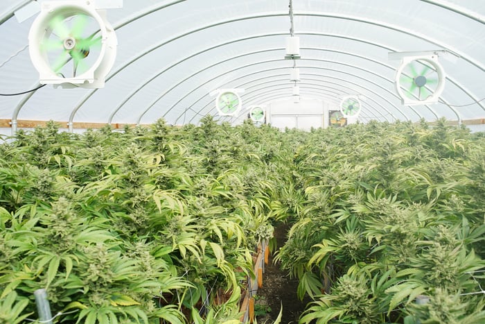 An indoor commercial cannabis grow farm, with marijuana plants in a greenhouse with electric fans blowing on them.