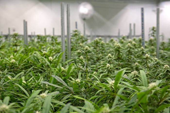 A panorama view of a large cannabis grow facility. 