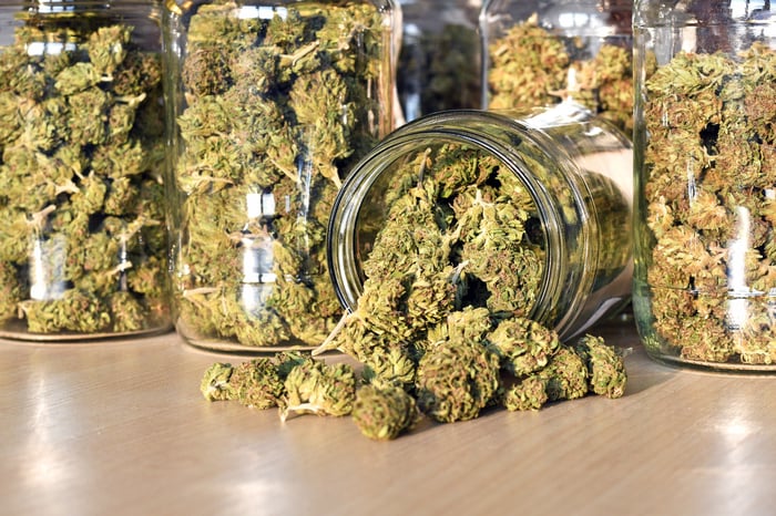 Jars filled with trimmed cannabis buds on a counter. 