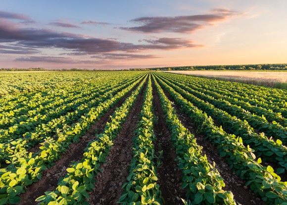 Soybean field under a partly cloudy sky