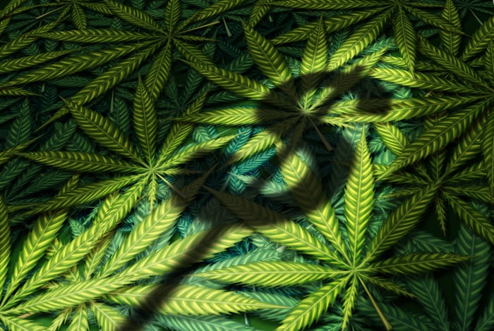 A dollar sign shadow cast atop a pile of cannabis leaves.