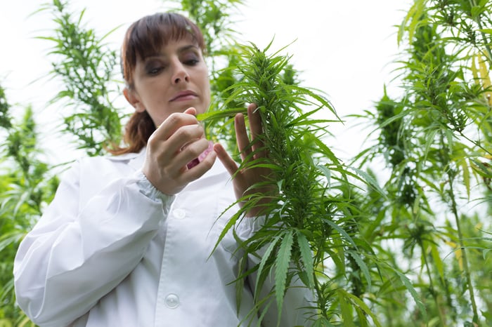 A researcher in a lab coat studies a marijuana plant in a greenhouse.