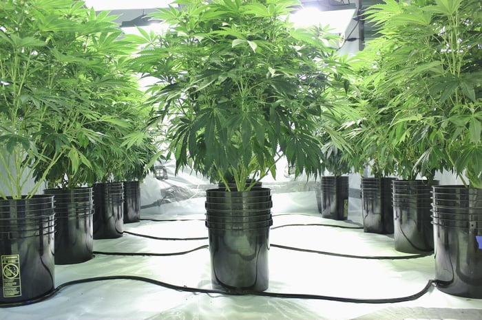 A hydroponic cannabis grow farm with multiple rows of plants. 