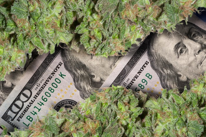 Two rows of trimmed cannabis buds partially obscuring a row of hundred dollar bills.