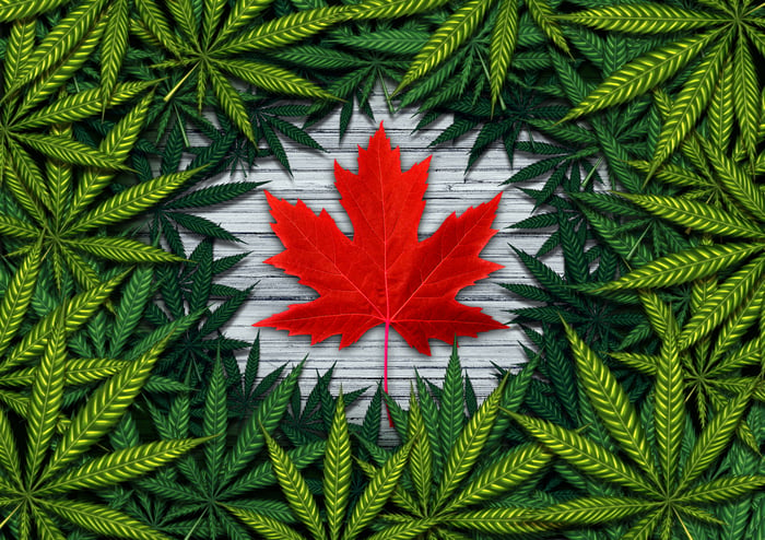 Canadian red maple leaf surrounded by marijuana leaves