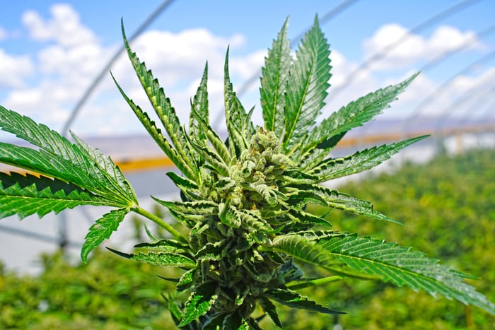 A close-up of a cannabis plant growing in an outdoor commercial farm.