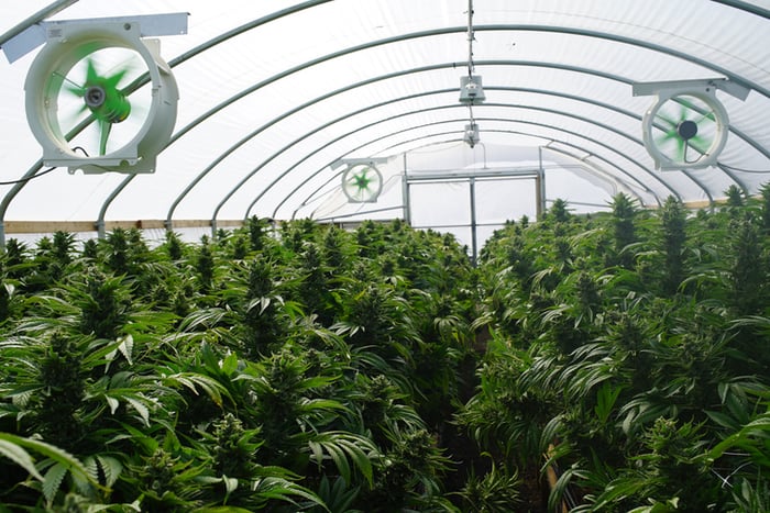 Marijuana plants in a greenhouse.