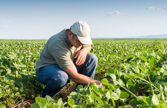 A male soybean farmer crouched down while inspecting plants in a field