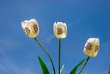 GETTY IMAGES Tulip and Bitcoin Symbol