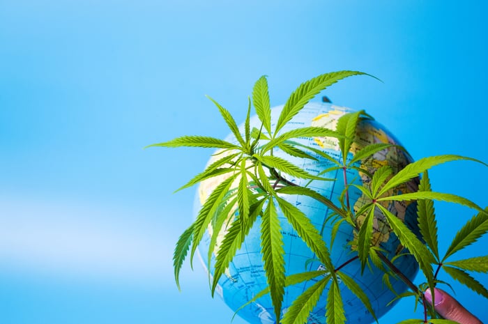 A hand holding cannabis leaves in front of a world globe. 