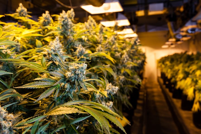 A close-up of flowering cannabis plants growing in an indoor farm under special lighting. 