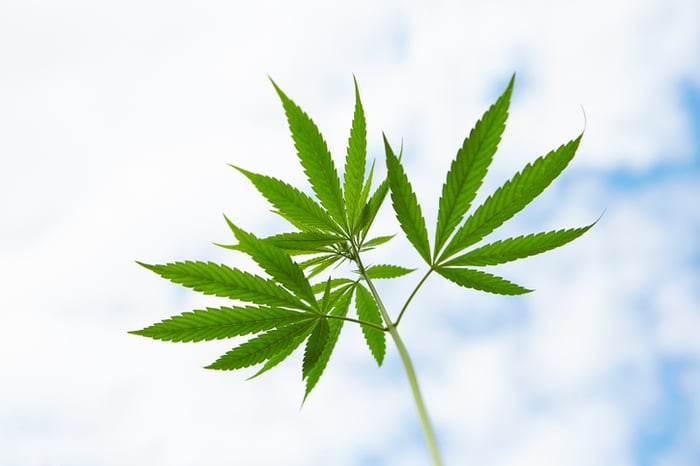 Close-up of the top of a marijuana plant with blue sky and clouds in background.