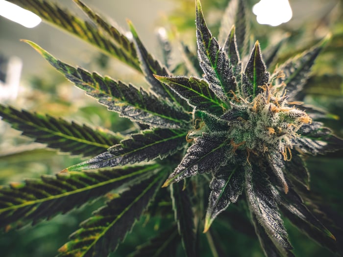 A close-up view of a flowering cannabis plant growing indoors under special lighting.