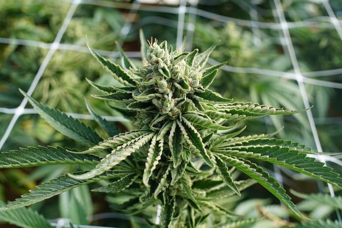 An up-close look at a flowering cannabis plant.