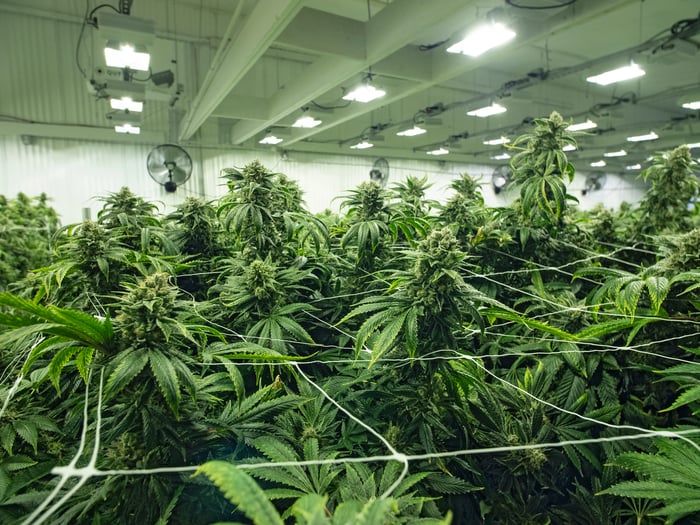 An up-close look at multiple flowering cannabis plants growing in an indoor warehouse. 