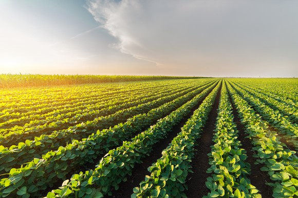 A soybean field.