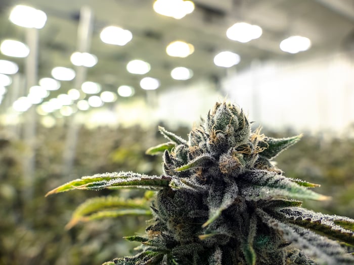 An up-close view of a flowering cannabis plant in an indoor greenhouse.