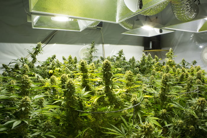 An up-close view of flowering cannabis plants growing indoors underneath ventilation and special lighting. 