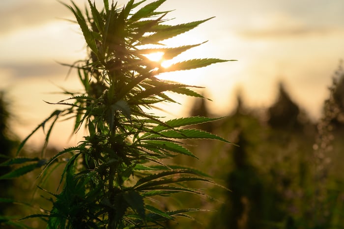 An up-close view of a hemp plant growing outdoors.