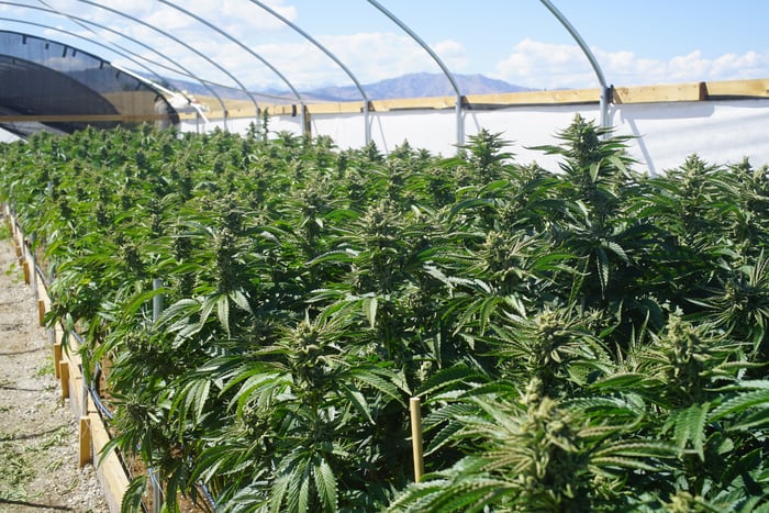 Flowering cannabis plants growing in an hybrid greenhouse.