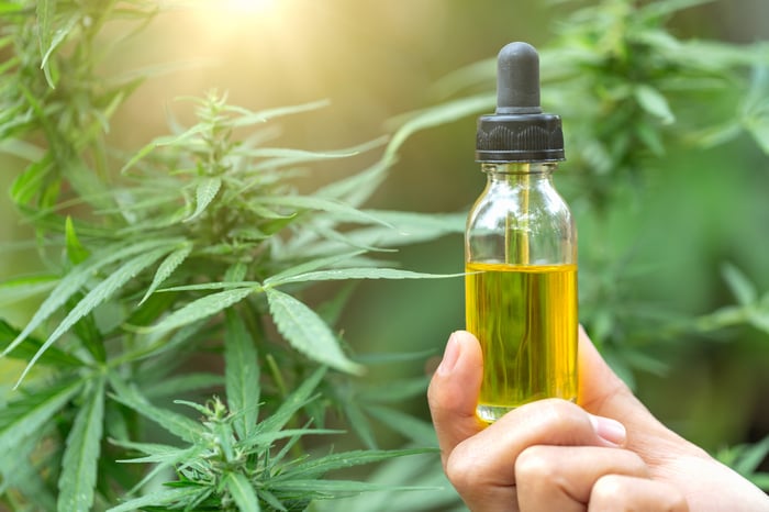 A hand holding a bottle of cannabidiol oil, with dropper, in front of a flowering cannabis plant.