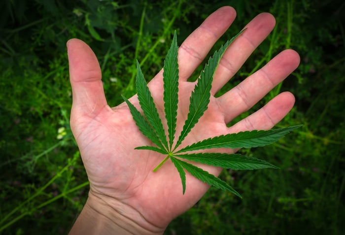 A marijuana leaf in a person's open hand