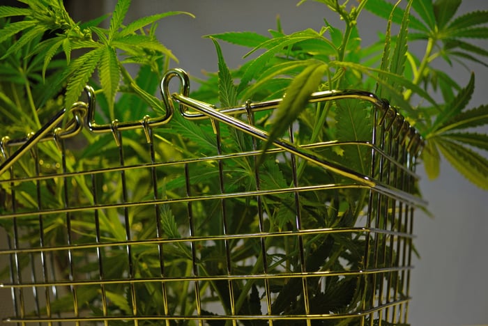 Cannabis leaves in a shopping cart basket. 