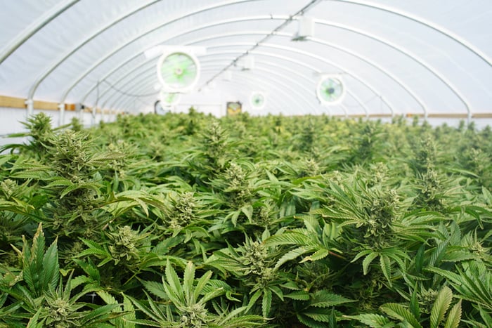 Marijuana plants in a greenhouse.