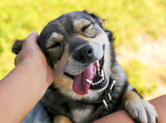 Smiling dog being petted.