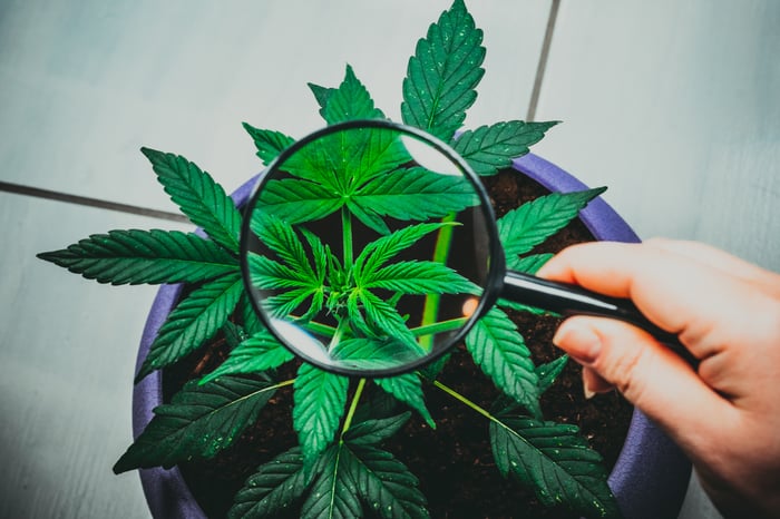 A person holding a magnifying glass above a potted cannabis plant. 