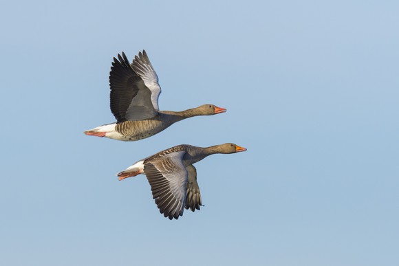 Two geese in mid-flight